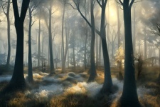 Forest In Morning