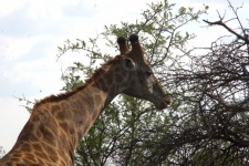 Giraffe Grazing At Top Of Tree