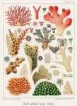 Haeckel Illustration Nature Poster