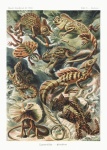 Haeckel Illustration Nature Poster
