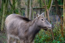 Deer, Wapiti