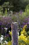 Wood Post Flowers Meadow