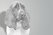 Dog, Basset, Portrait Drawing