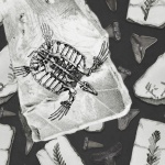 Fossil Turtle Skeleton Montage