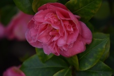 Japanese Camellia Flower
