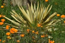Poppy Flower And Yucca