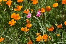 California Poppy Flowers
