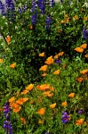 Poppies And Lupine Blooms