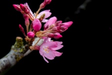 Japanese Flowering Cherry, Pink Flower,