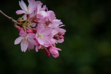 Japanese Flowering Cherry, Pink Flower,