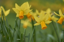 Daffodils, Spring Flowers