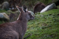 Kangaroo, Marsupial, Zoo