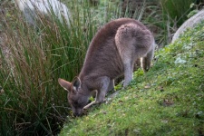 Kangaroo, Marsupial, Zoo