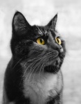 Cat Kitten Pet Portrait