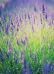 Lavender Flowers Blossoms Wildflowers