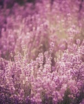 Lavender Flowers Blossoms Wildflowers