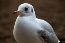 Seagull, Seabird