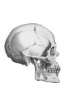 Human Anatomy Skull Head