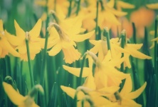 Narcissus Flowers Yellow Petals