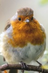 Cute Robin Bird