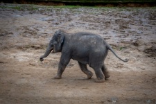 Baby Elephant In The Zoo