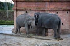 Elephant Proboscis In The Zoo