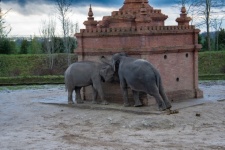 Elephants, Large Mammals