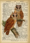 Owl Vintage Dictionary Page