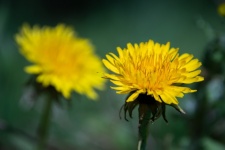 Dandelion, Yellow Flower, Flora