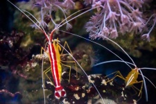 Pacific Cleaner Shrimp