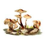 Mushroom Champions Vintage Clipart