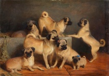 Pug Dogs Vintage Art