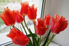 Red Tulips On A Window Sill