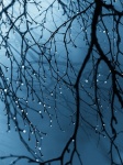 Rain Drops Tree Branches