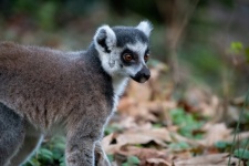 Ring-tailed Lemur, Zoo