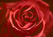 Rose Flower Blossom Red
