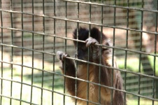Sad Monkey In Cage