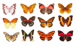 Butterflies Papillon Clipart
