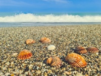 Seashells On A Beach