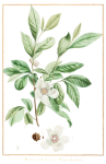 Silky Camellia Flower Plant