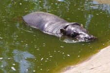 Small Hippopotamus In Pool At Zoo