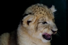 Small Lion Cub Snarling