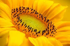 Sunflower Flower Yellow Blossom