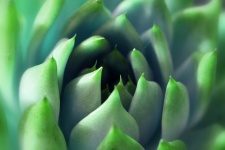 Succulent Flower Plant Cactus