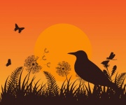 Sunset Blackbird Wildflower Meadow