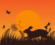 Sunset Rabbit Wildflower Meadow