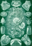 Teleostei By Ernst H. Haeckel