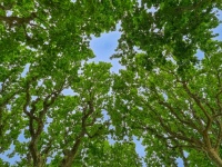Tree Canopy From Below