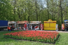 Tulips In A Park With Mobile Kiosks