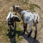 Two Goat Kids